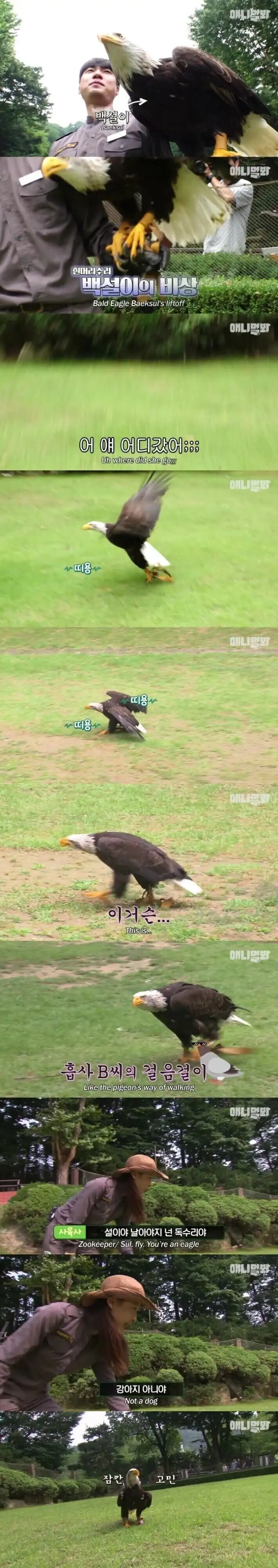 미국인들에게 인기가 많다는 동물농장 에피소드_1.webp