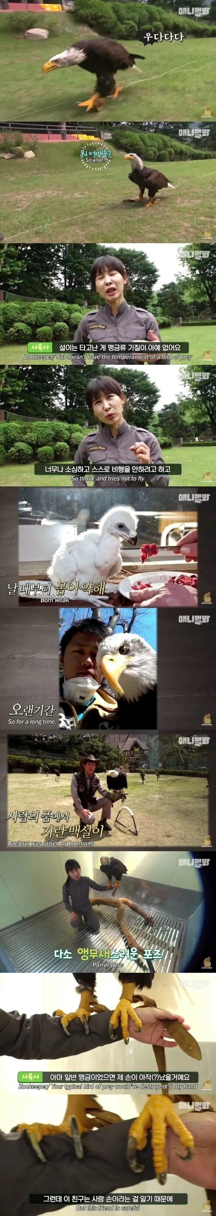 미국인들에게 인기가 많다는 동물농장 에피소드_2.webp