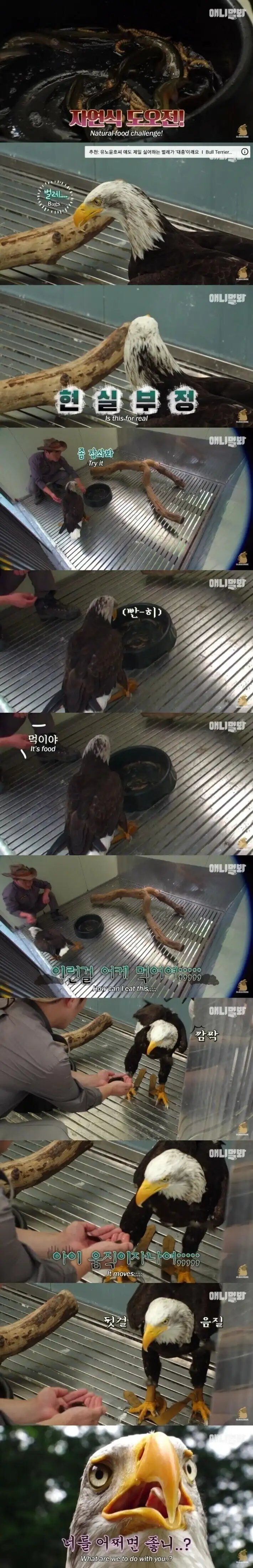 미국인들에게 인기가 많다는 동물농장 에피소드_3.webp