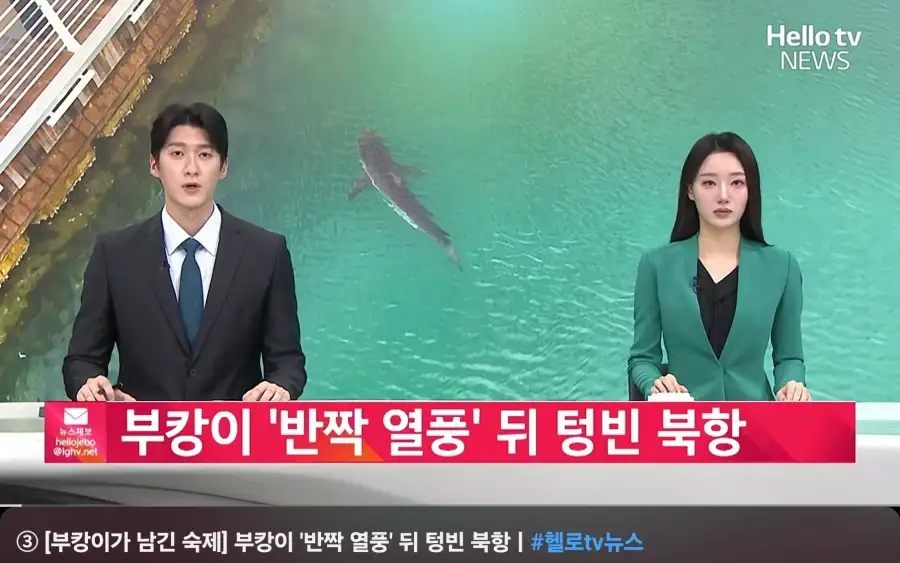 부캉이가 사라진 북항_1.webp