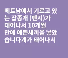 예쁜 강아지새끼 4마리가 태어 났어요