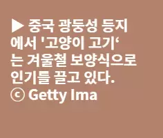 중국 ‘식용 고양이’ 찬반 논란