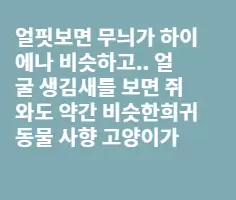 베트남의 '사향 고양이'