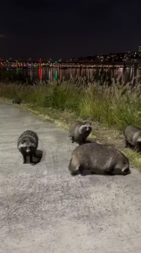 BADA.TV 바다티비