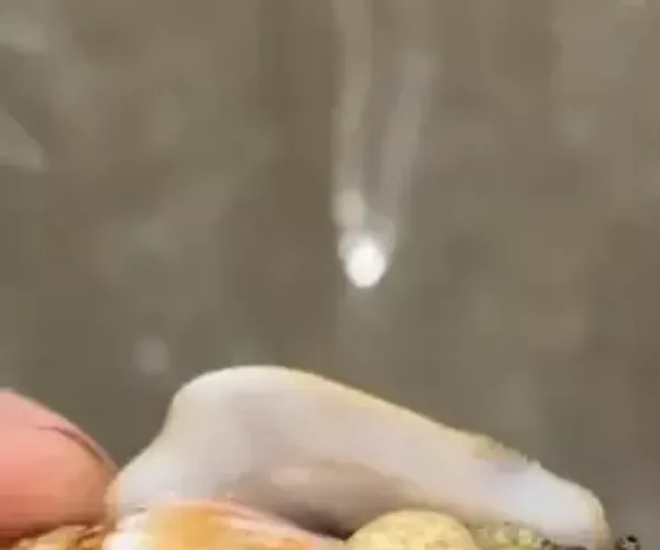 BADA.TV 바다티비