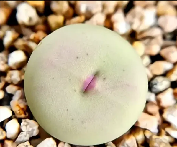 BADA.TV 바다티비