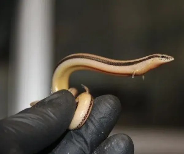 BADA.TV 바다티비