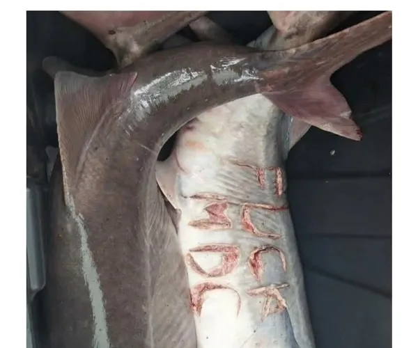 BADA.TV 바다티비