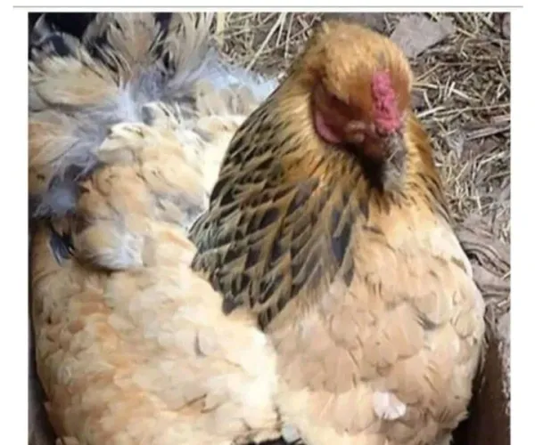 BADA.TV 바다티비