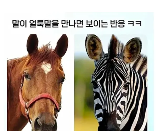 얼룩말 처음 본 말 반응.jpg