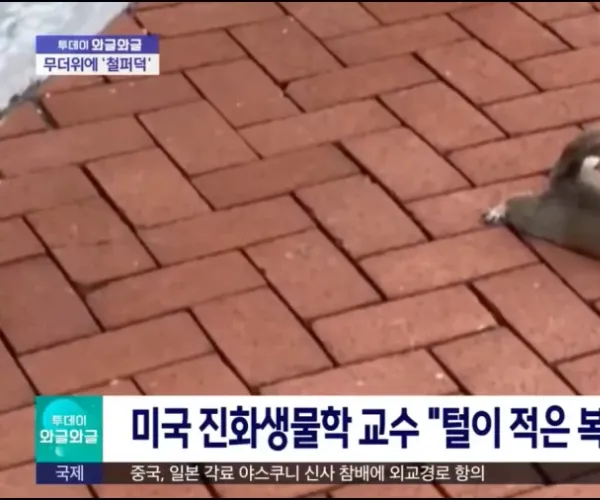BADA.TV 바다티비