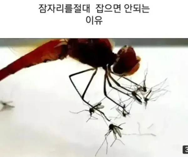 BADA.TV 바다티비