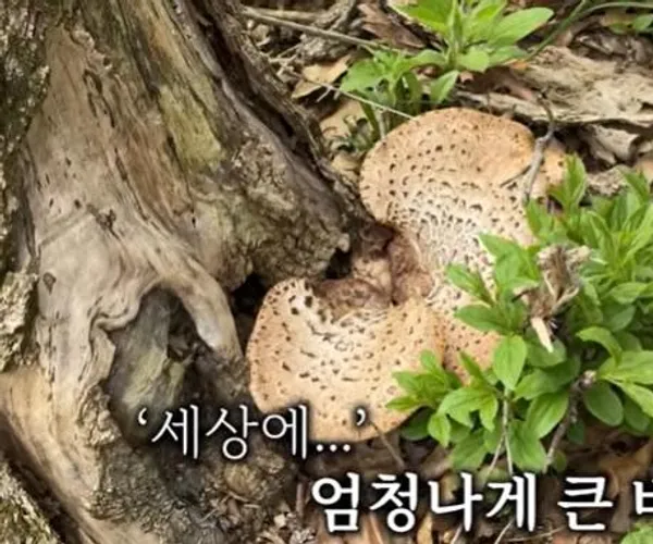 BADA.TV 바다티비