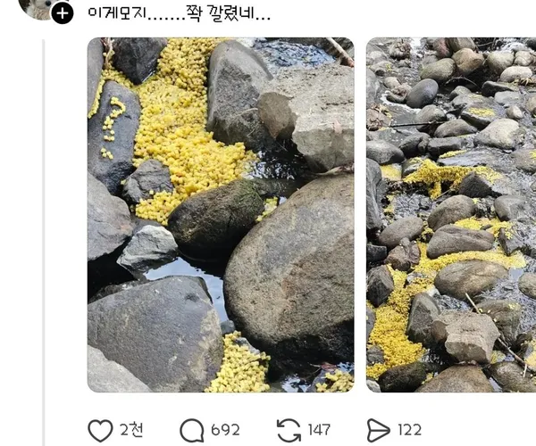 하천에 몰래 버린 노란 스폰지