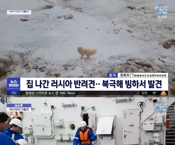 북극해 빙하에서 발견된 강아지