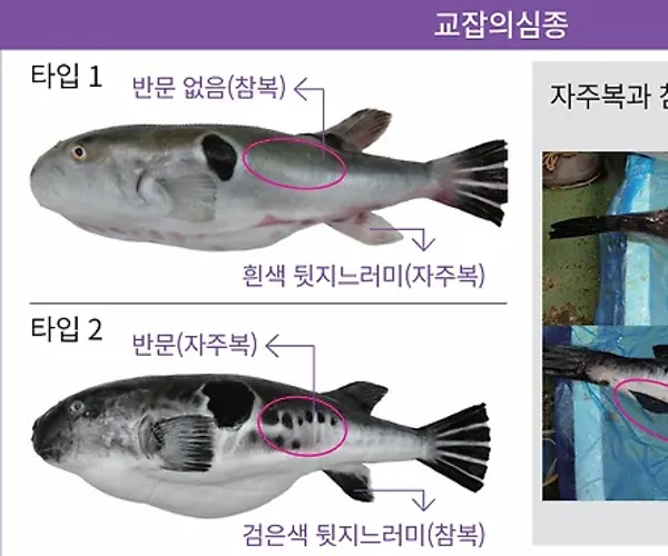 BADA.TV 바다티비