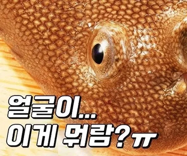 BADA.TV 바다티비