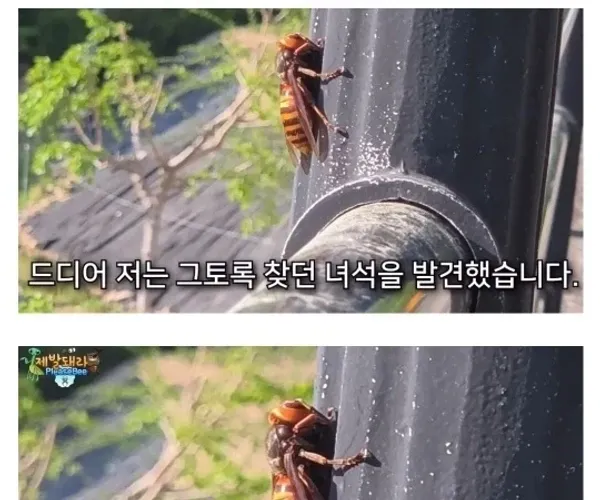 BADA.TV 바다티비
