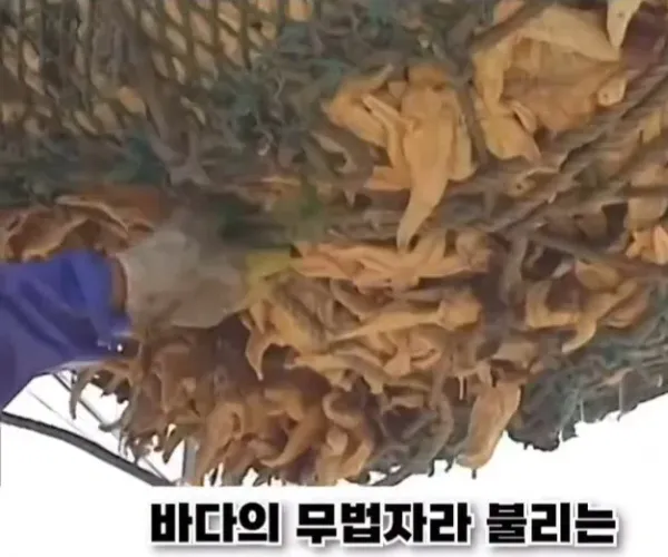 BADA.TV 바다티비