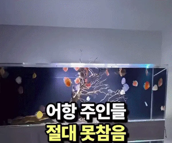 BADA.TV 바다티비