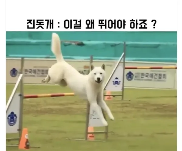 BADA.TV 바다티비