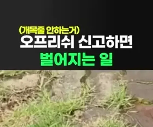 BADA.TV 바다티비