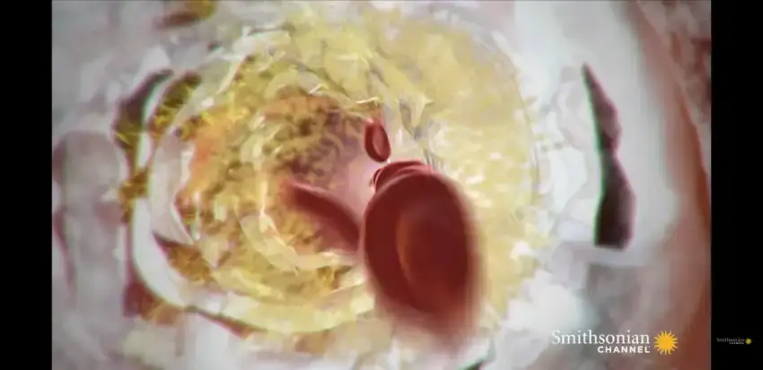 24b0d121e09c28a8699fe8b115ef046f5a4f9a97a9ca