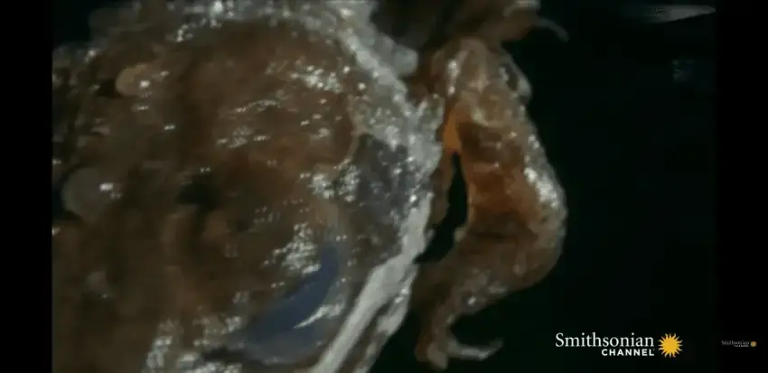 24b0d121e09c28a8699fe8b115ef046c66f62b479def