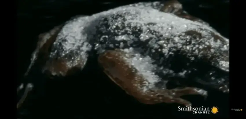 24b0d121e09c28a8699fe8b115ef046f5e4e9a99acc9