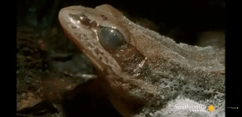 24b0d121e09c28a8699fe8b115ef046f5b4d9a9daecc